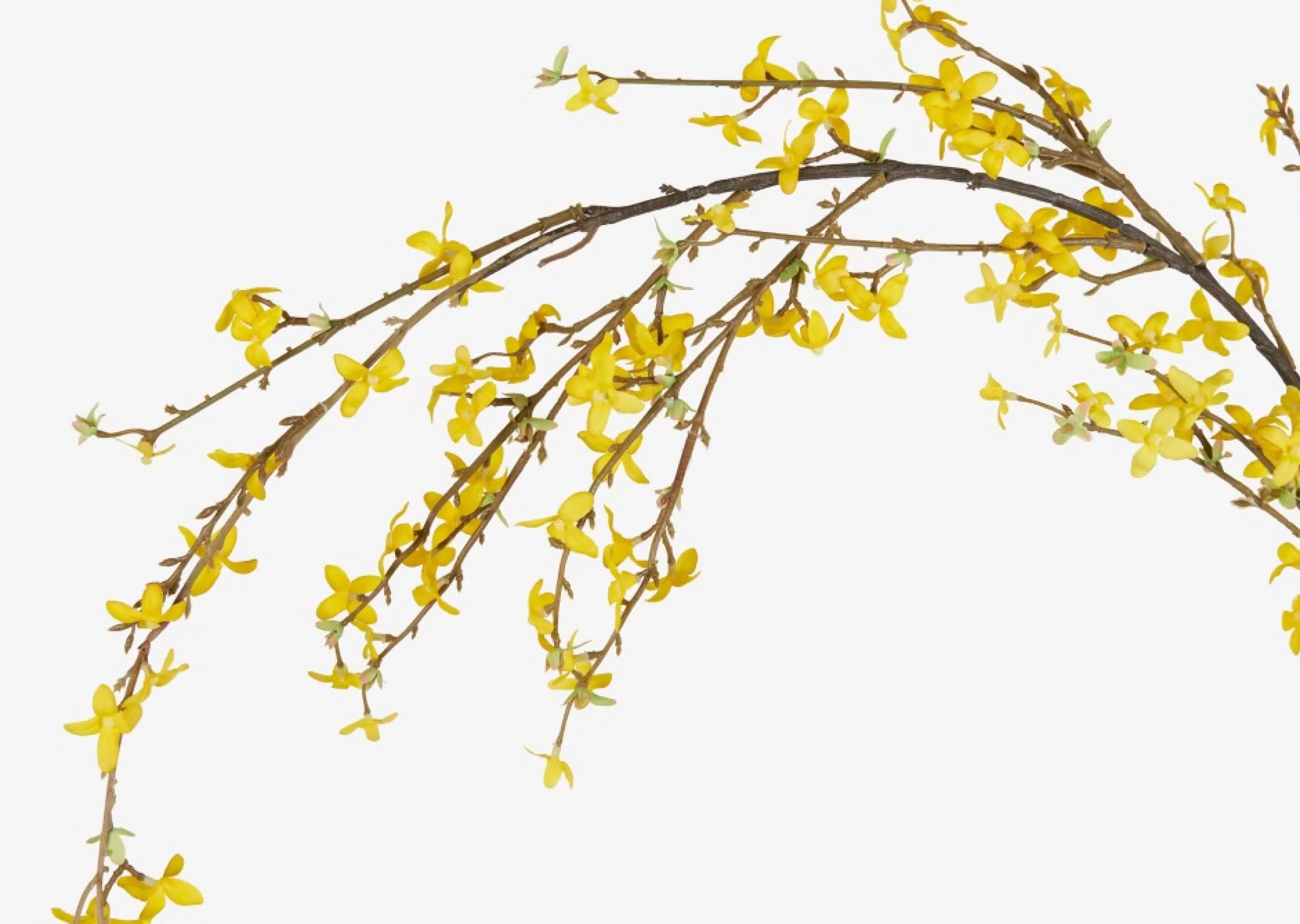 unavailable Blooms & Branches*Yuri Forsythia Branch